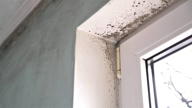 Best Residential Mold Removal  in Thomasville, AL