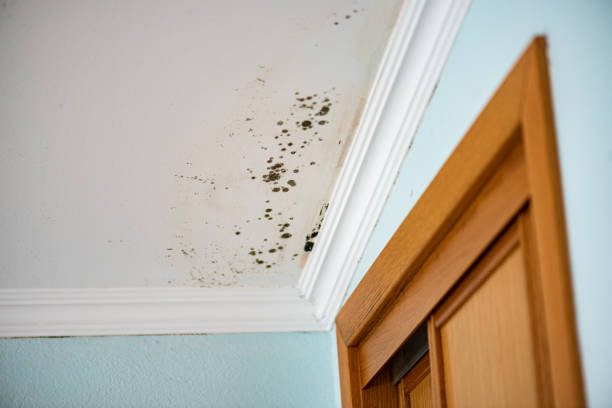 Best Mold Testing  in Thomasville, AL