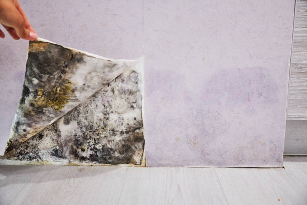 Best Fast Mold Removal  in Thomasville, AL